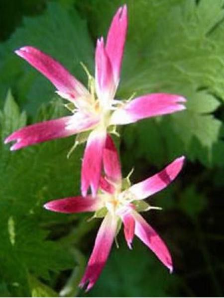 Géranium vivace 'Thurstonianum'