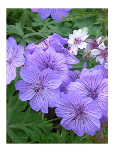 Géranium vivace tuberosum