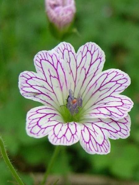 Géranium vivace versicolor