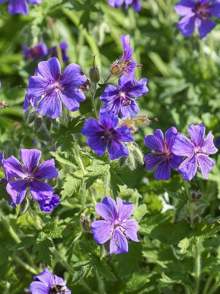 Géranium vivace 'Vital'