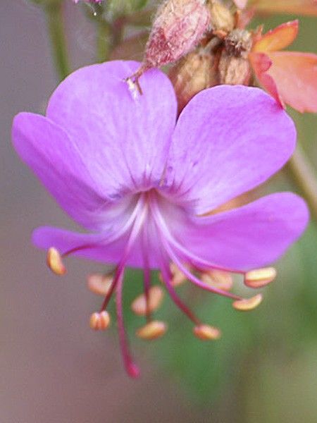 Géranium vivace 'Vorjura'