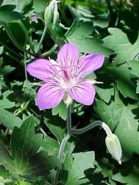Géranium vivace wlassovianum