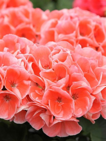 Géranium zonale 'Morning Sun'
