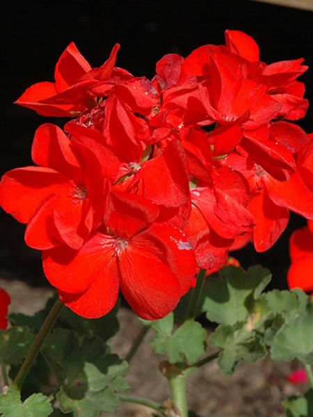 Géranium zonale 'Victor'