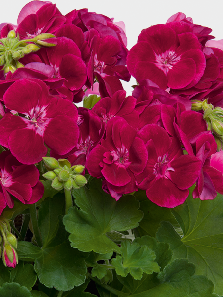 Géranium zonale 'Flowerfairy Velvet'