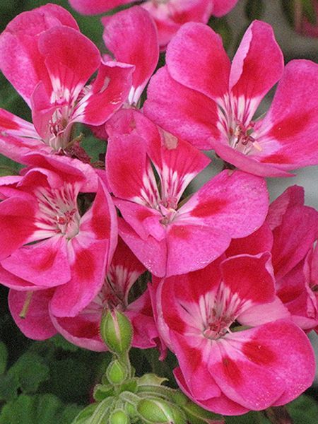 Géranium zonale 'Flowerfairy Berry'