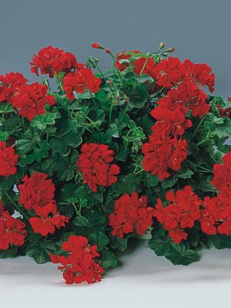 Geranium Lierre à Fleur Double 'Improved Ville De Dresden'