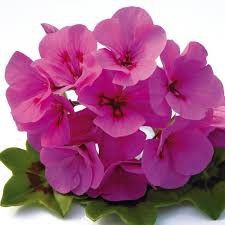 Geranium Zonale 'Blizzard Blue'