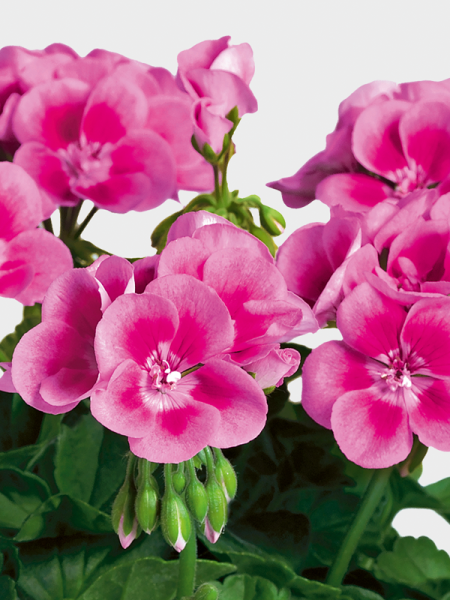 Géranium zonale 'Flowerfairy Rose'