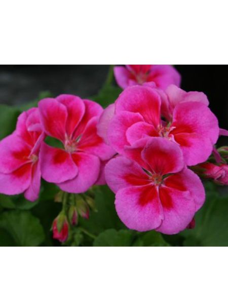 Géranium zonale 'Flowerfairy Violet'