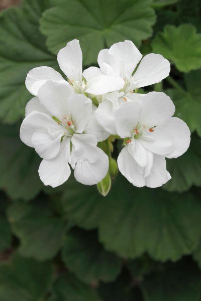 Géranium zonale 'Glacis'