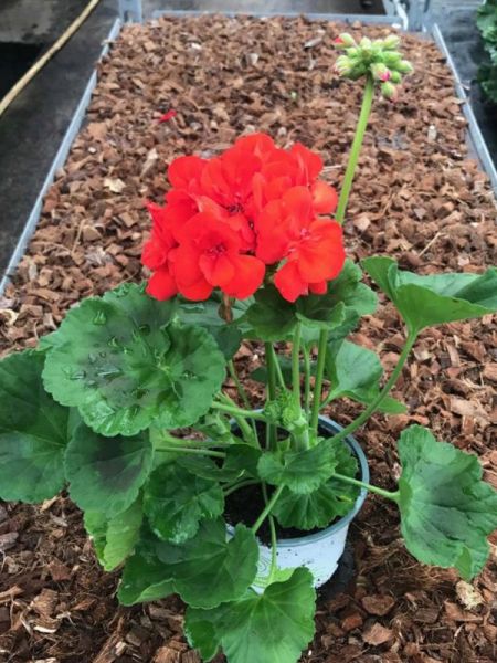 Géranium zonale 'Grand Prix'