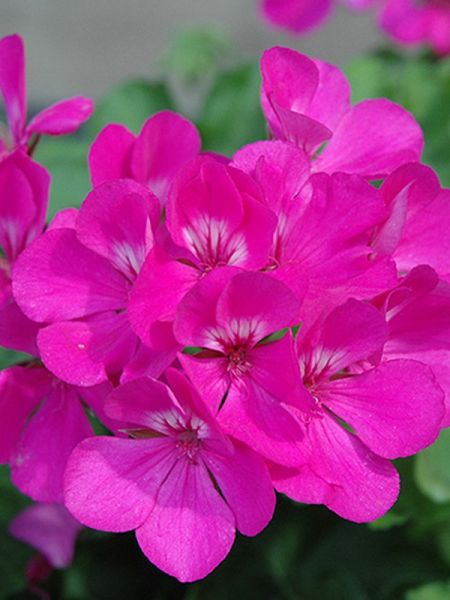 Géranium zonale 'Pinto Lavande'