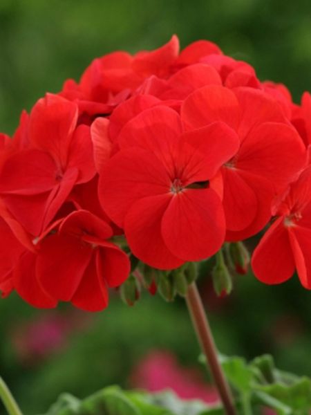 Géranium zonale 'Pinto Rouge'