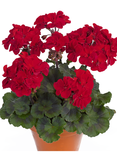 Géranium zonale 'Melocherry'