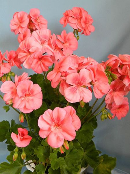 Géranium zonale 'Calais'