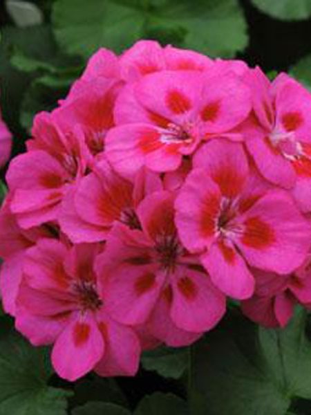 Géranium zonale 'Shocking Pink'