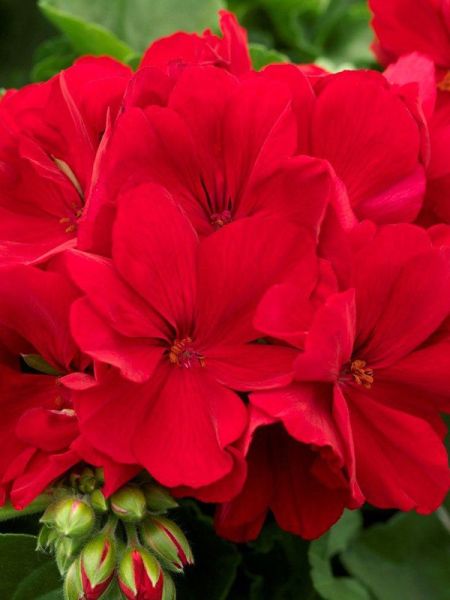 Géranium zonale 'Anthony'
