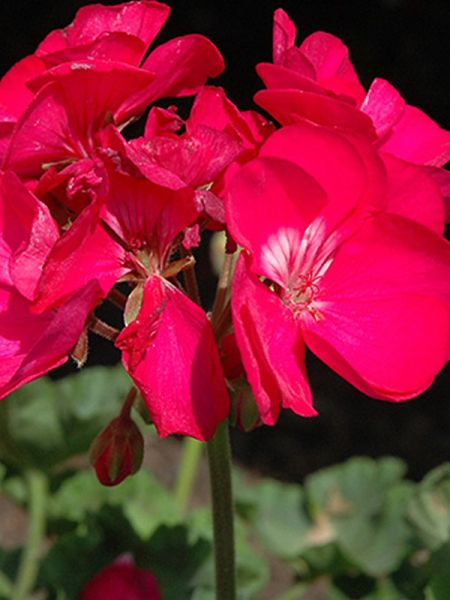 Géranium zonale 'Ludo'
