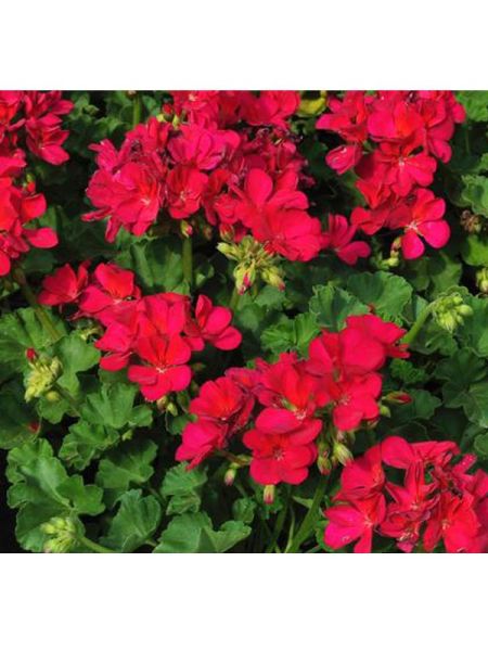 Géranium zonale 'Alice'