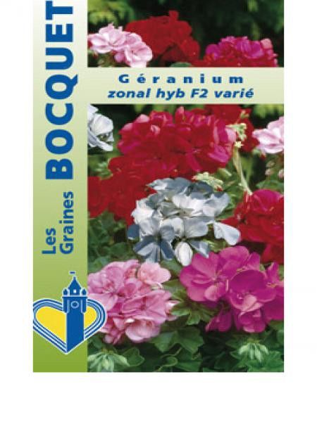 Géranium zonal hybride varié