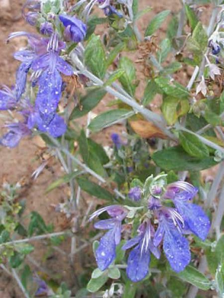 Germandrée arbustive 'Azureum'