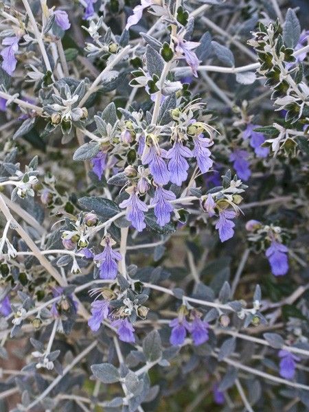 Germandrée arbustive