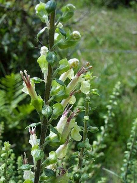 Germandrée des bois, Sauge des bois