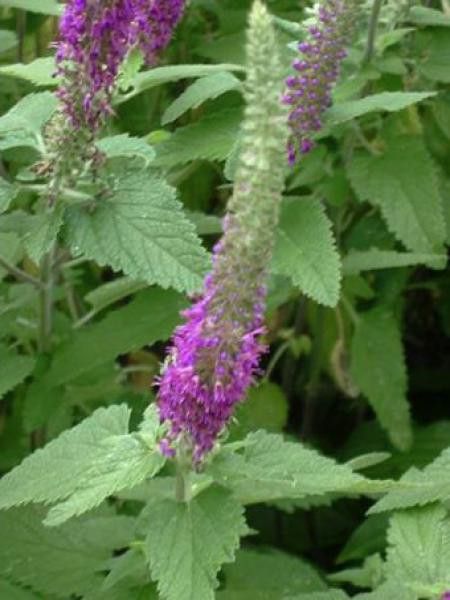 Germandrée hyrcanicum