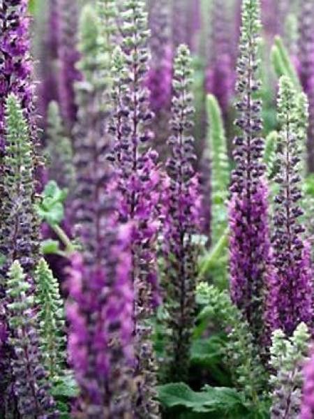 Germandrée 'Paradise Delight'