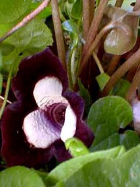 Gingembre sauvage de Chine 'Giant'