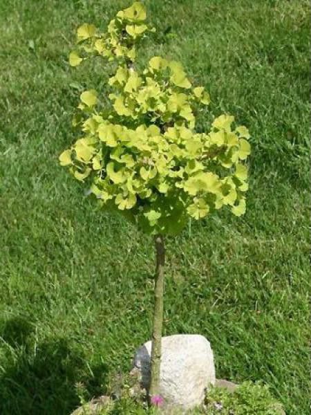 Ginkgo biloba 'Mariken'