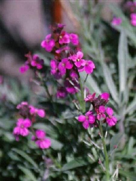 Giroflée, Vélar 'Bowles Mauve'