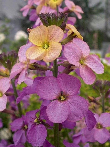 Giroflée, Vélar 'Jenny Brook'