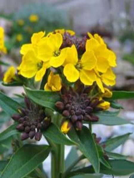 Giroflée, Vélar 'Jubilee Gold'