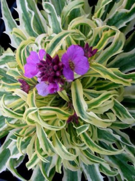 Giroflée, Vélar 'Variegatum'