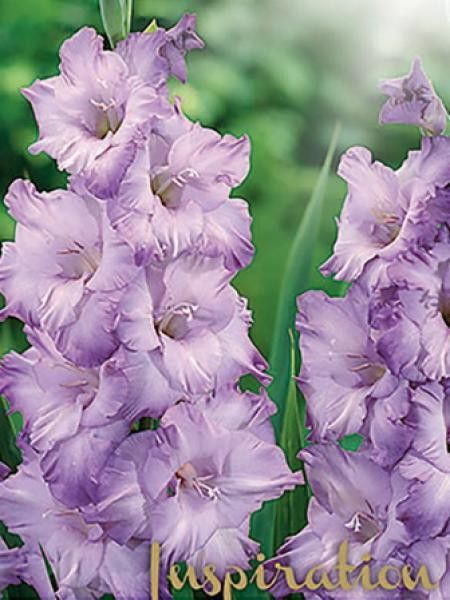 Glaïeul 'Côte d'Azur'