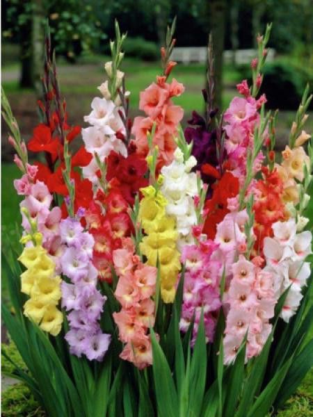 Glaïeul en mélange