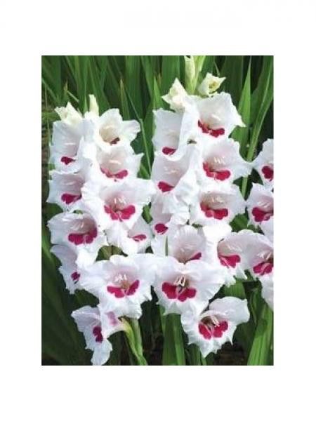 Glaïeul 'Fiorentina'