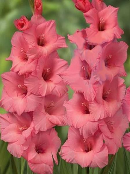 Glaïeul 'Fortarosa'