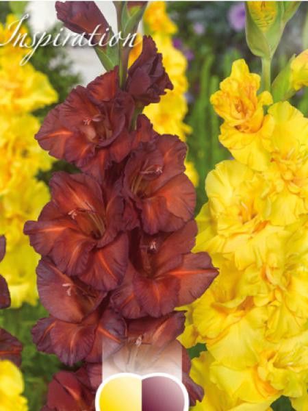 Glaïeul 'Jaune et marron'