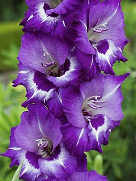 Glaïeul 'Macarena'