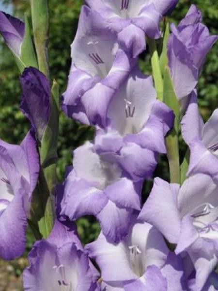 Glaïeul 'Méditerranée'