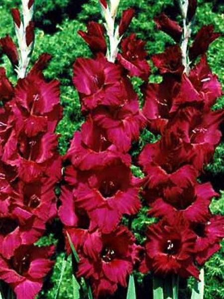 Glaïeul 'Plum Tart'