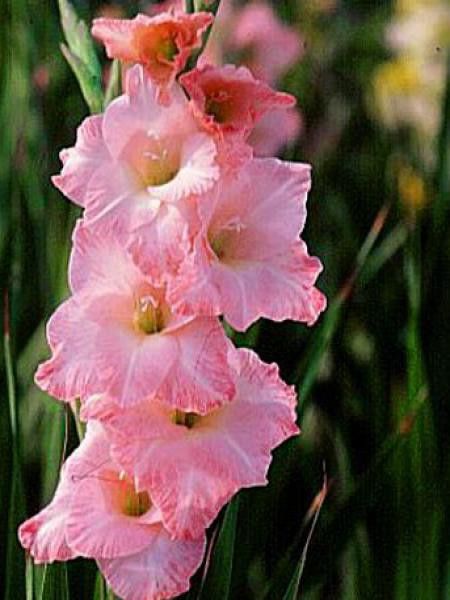 Glaïeul 'Rose Suprême'