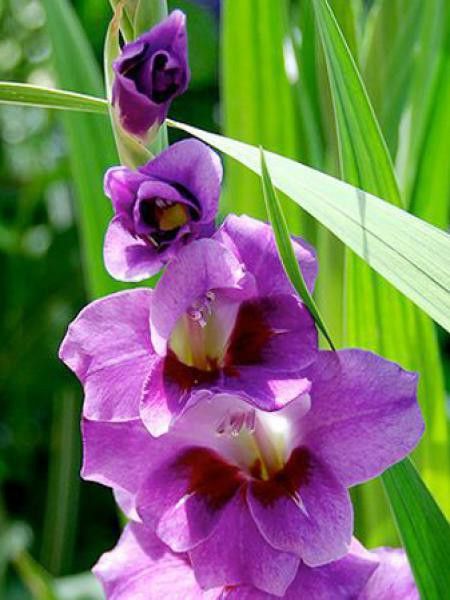 Glaïeul 'Velvet Eyes'