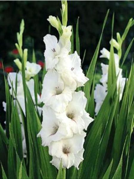 Glaïeul 'White Prosperity'
