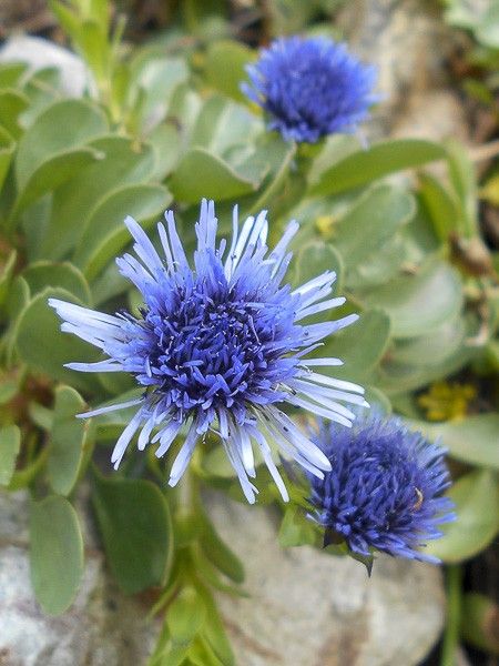 Globulaire trichosantha