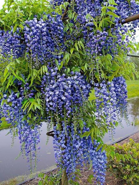 Glycine 'Blue Moon'