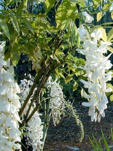 Glycine de Chine 'Alba'